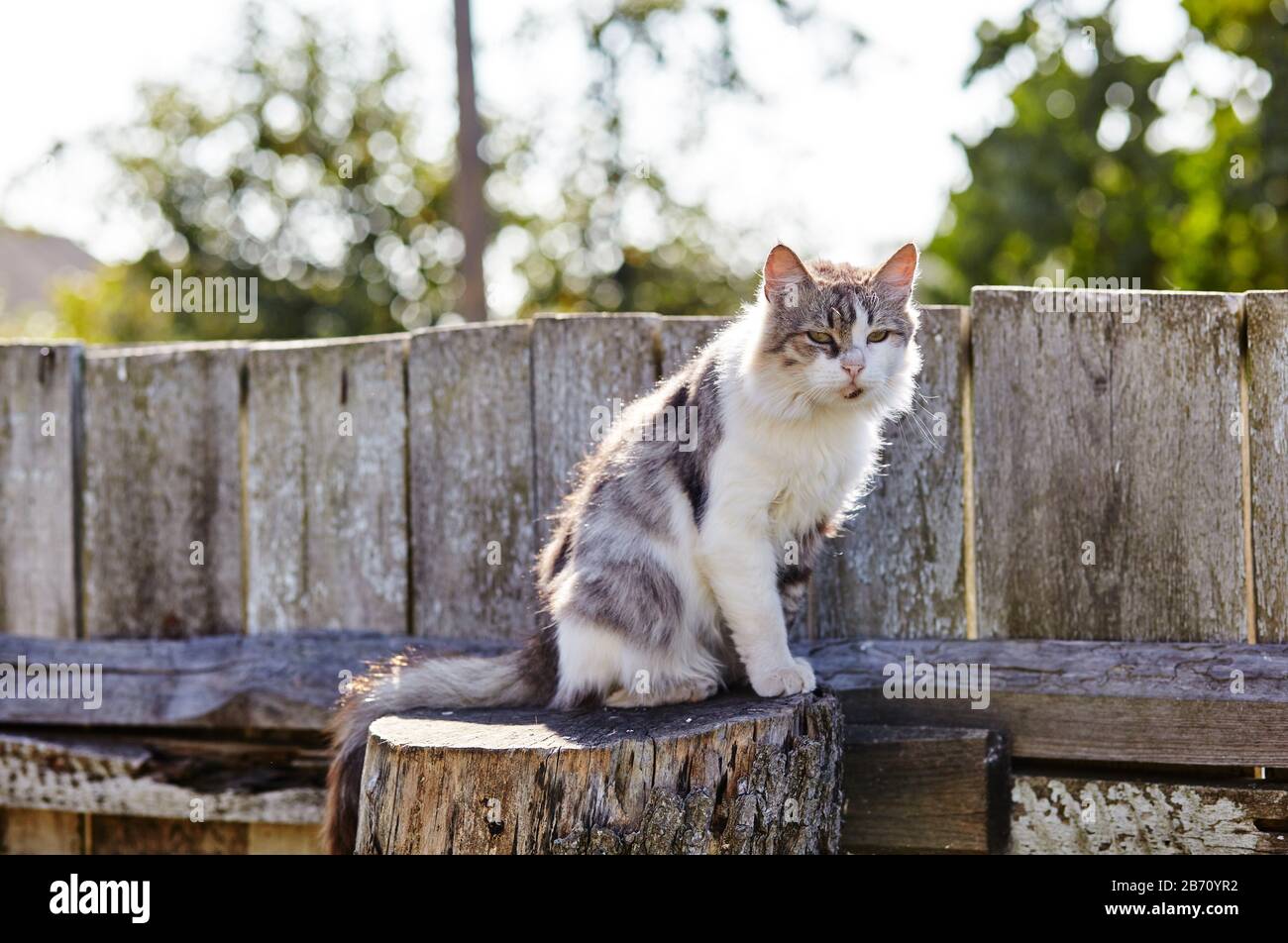 Young gray and white cat sitting on the fence Stock Photo - Alamy