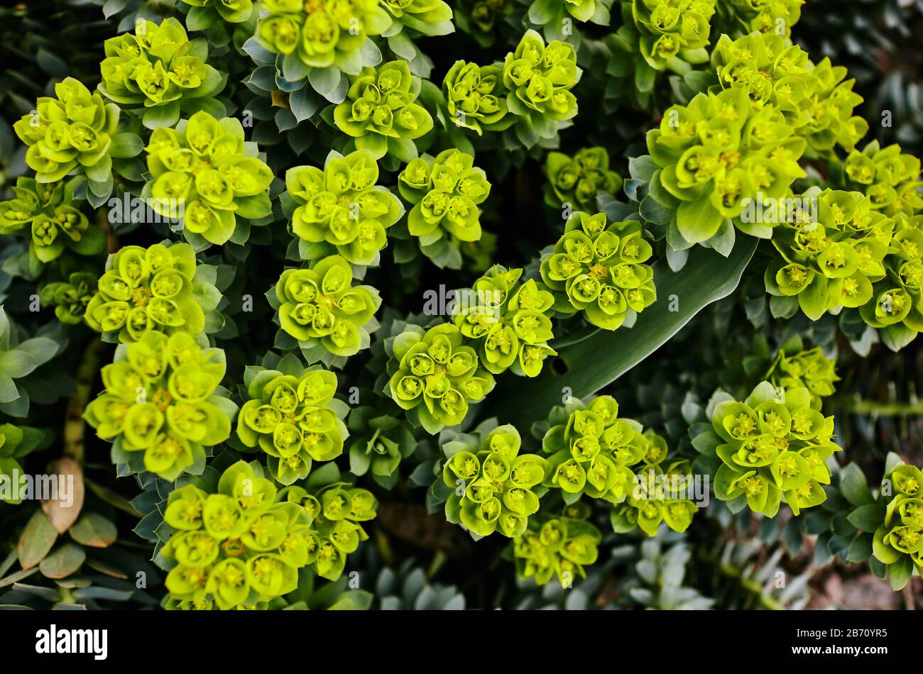 Green flowers of Myrtle Euphorbia 'Euphorbia myrsinites', the myrtle spurge, blue spurge or broad-leaved glaucous-spurge. Selective focus Stock Photo