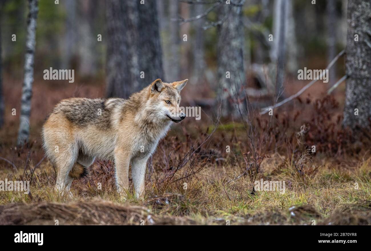Eurasian wolf, also known as the gray or grey wolf also known as Timber wolf.  Scientific name: Canis lupus lupus. Natural habitat. Autumn forest. Stock Photo