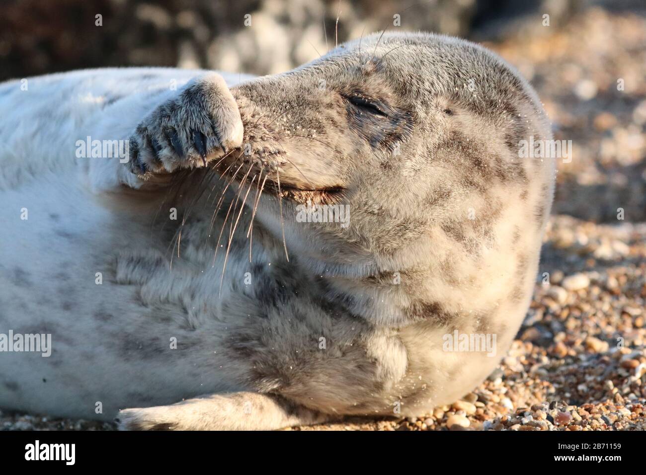 Camera shy seal cub at Blakeney Point Nature Reserve Stock Photo