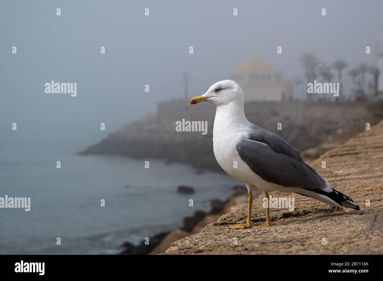 Seagull on the promenade in Cadiz Stock Photo