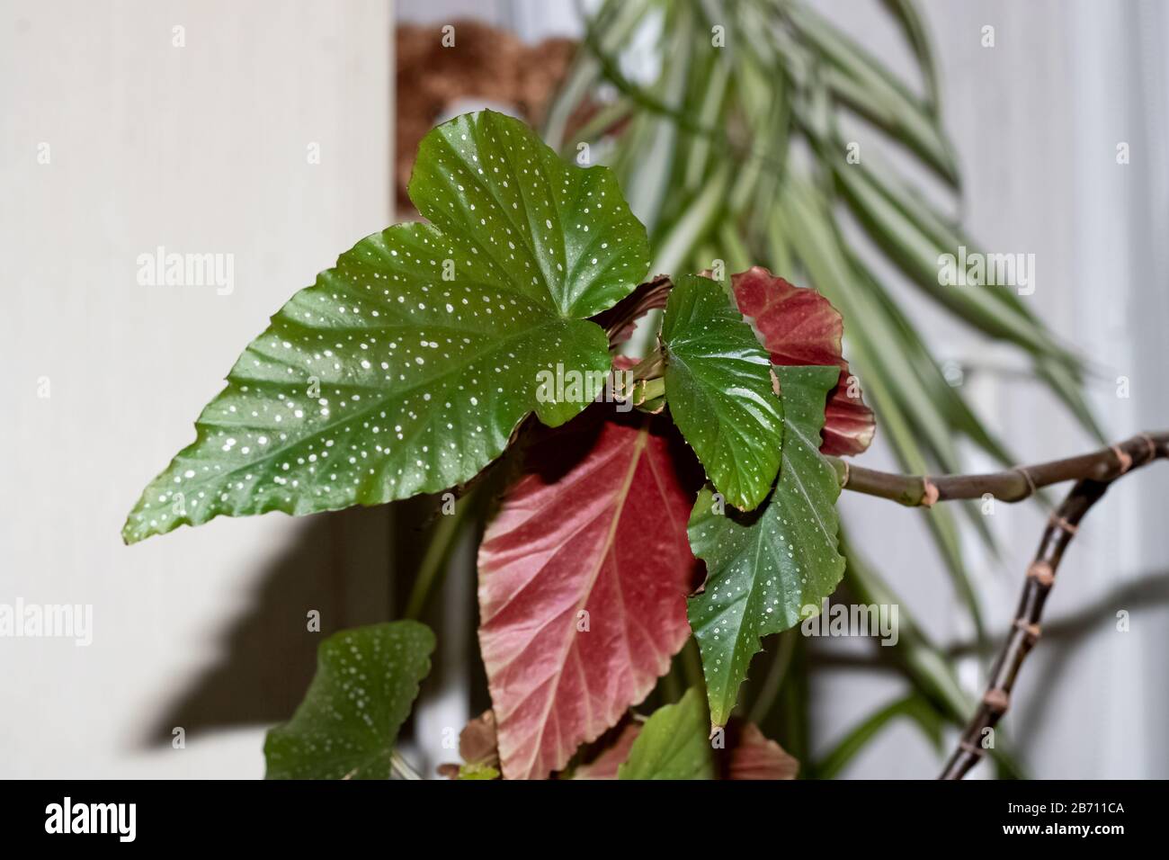 Green and red leaves of a home plant Stock Photo Alamy
