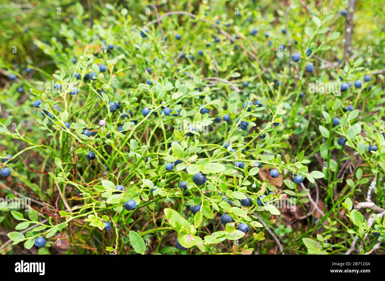 Wild fresh organic blueberry bush in forest.  Blueberry plant growing naturally. Huckleberry,  (North West Russia.) Stock Photo