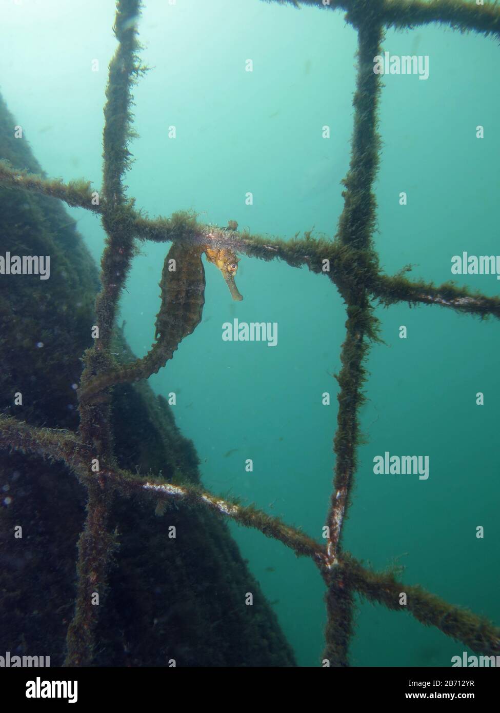 Close up of a yellow colored Whites seahorse, sea horse (Hippocampus Whitei) clinging at the shark net of Watsons Bay aquatic pool Stock Photo