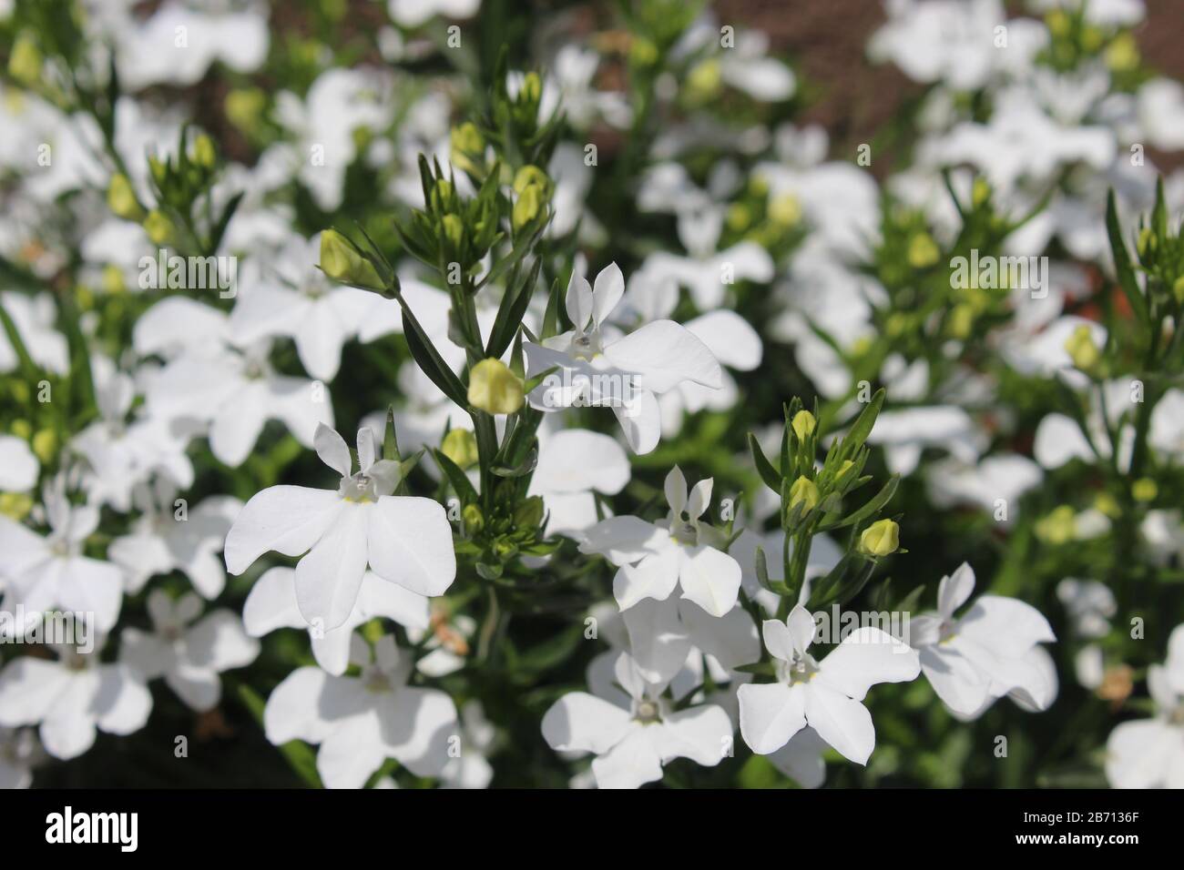 Hd flowers wallpaper hi-res stock photography and images - Alamy