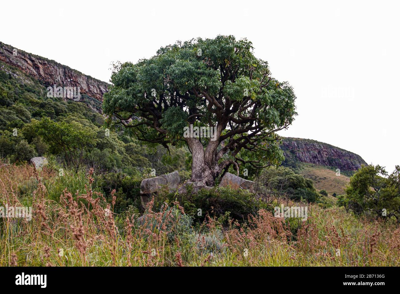 A kiepersol tree growing between rocks Stock Photo
