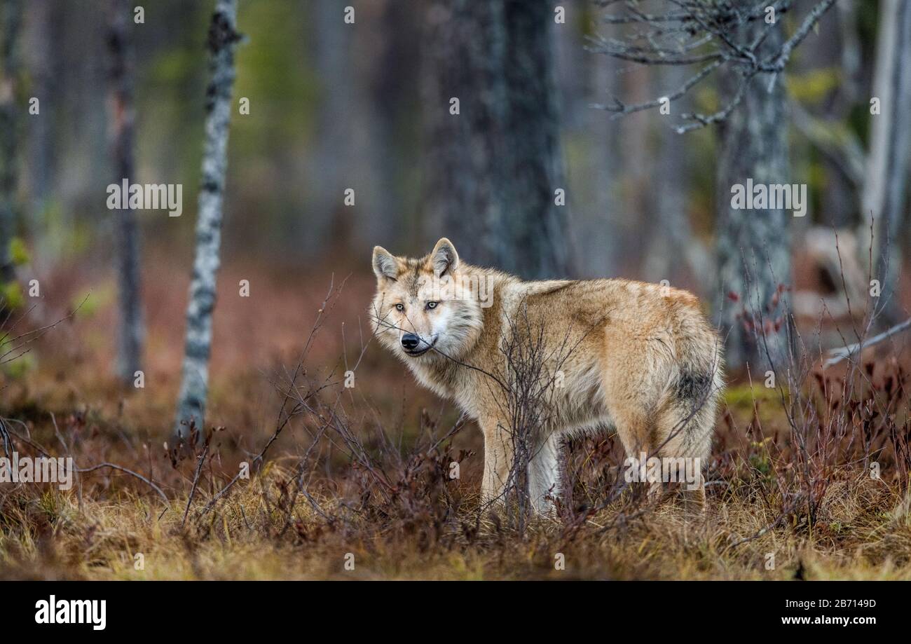 Eurasian wolf, also known as the gray or grey wolf also known as Timber wolf.  Scientific name: Canis lupus lupus. Natural habitat. Autumn forest. Stock Photo