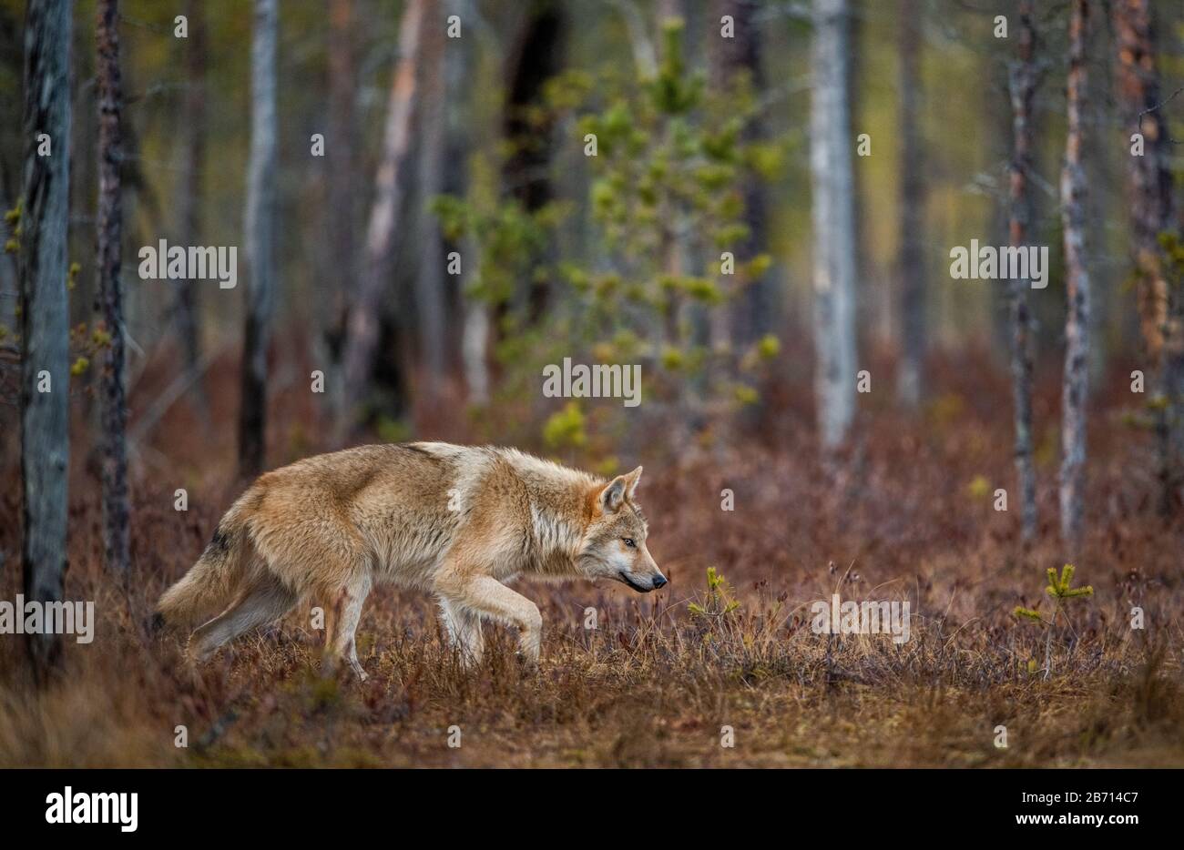 A wolf sneaks through the autumn forest. Eurasian wolf, also known as the gray or grey wolf also known as Timber wolf.  Scientific name: Canis lupus l Stock Photo