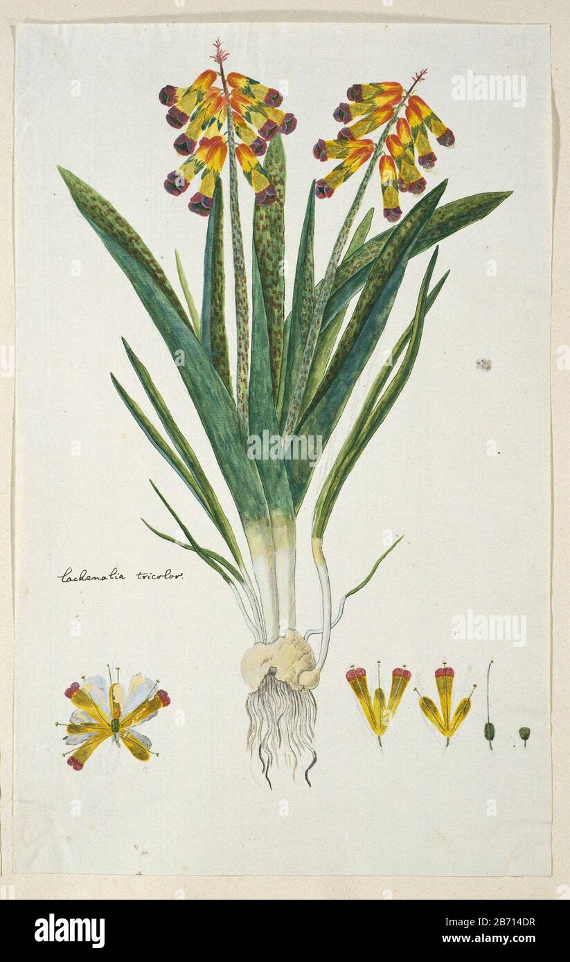 Lachenalia aloides (Lf) Engl var quadricolor lachenalia tricolor (titel op object) Lachenalia aloides (L. F.) Engl. var. quadricolorlachenalia tricolor (title object) Property Type: Drawing album leaf Item number: RP-T-1914-18-36 Inscriptions / Brands: annotation, left, just below the center of the leaf, pen in brown: 'Lachenalia tricolor.' (Gordon's handwriting ) Description: Lachenalia aloides (Lf) Engl. var. quadricolor. Manufacturer : artist: Robert Jacob Gordon Date: Oct 1777 - mar-1786 Physical features: brush in watercolor in colors, pencil and black chalk, brush in body color, pen and Stock Photo