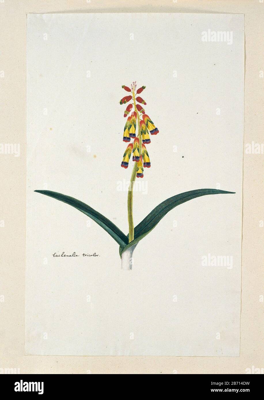 Lachenalia aloides (Lf) Engl var quadricolor Lachenalia tricolor (titel op object) Lachenalia aloides (L. F.) Engl. var. quadricolor.Lachenalia tricolor (title object) Property Type: album drawing sheet Item number: RP-T-1914-18-40 Inscriptions / Brands: annotation, left representation, pen in brown: 'Lachenalia tricolor.' (Gordon's handwriting) Description: Lachenalia aloides (Lf) Engl. var. quadricolor. Manufacturer : artist: Robert Jacob Gordon Date: Oct 1777 - mar-1786 Physical features: brush in watercolor in colors, pencil and black chalk, brush in body color, pen and ink material: paper Stock Photo