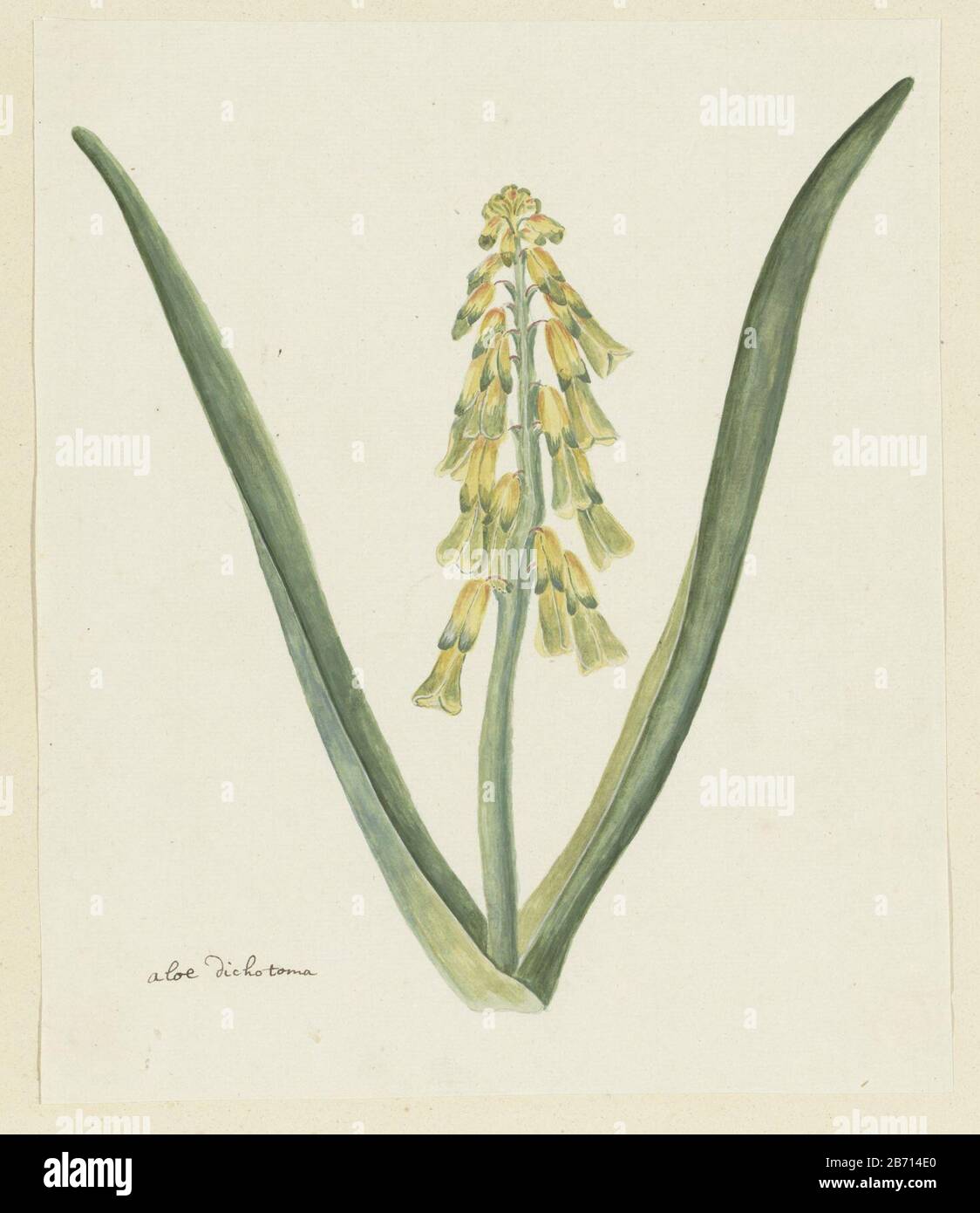 Lachenalia aloides (Lf) Engl aloe dichotoma (titel op object) Lachenalia aloides (Lf) Engl.aloe dichotoma (title object) Object Type: drawing album leaf Object number: RP-T-1914-18-78 Inscriptions / Brands: annotation, lower left, pen and Brown, 'Aloe dichotoma (Gordon's handwriting) Description: Lachenalia aloides (Lf) Engl. Manufacturer : artist: Robert Jacob Gordon Date: Oct 1777 - mar-1786 Physical features: brush in watercolor in colors, brush in body color, pencil and black chalk, pen and ink material : paper finishing paint ink pencil crayons watercolor technique: pen / brush size: albu Stock Photo
