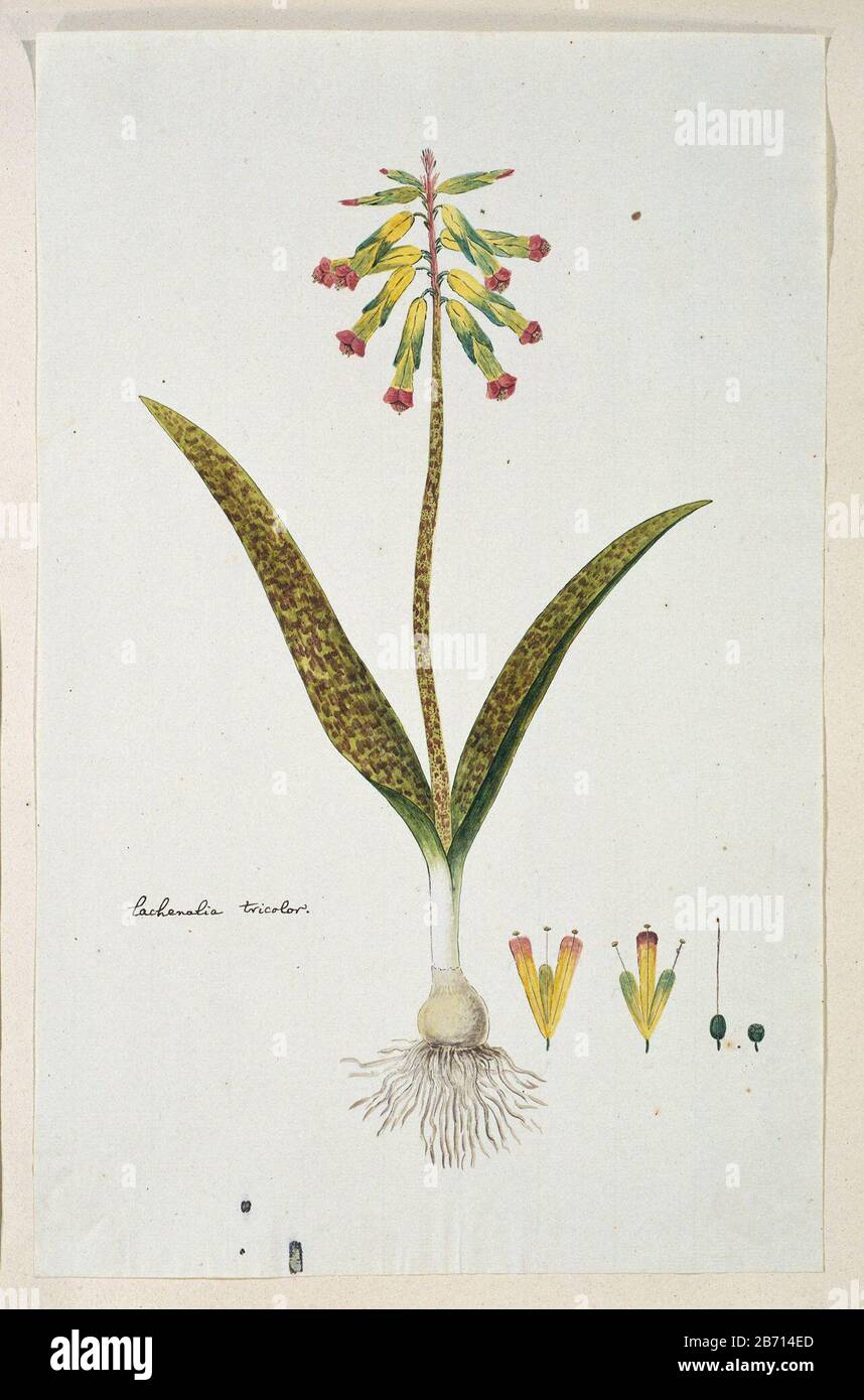Lachenalia aloides (Lf) Engl var aloides lachenalia tricolor (titel op object) Lachenalia aloides (L. F.) Engl. var. aloideslachenalia tricolor (title object) Property Type: Drawing album leaf Item number: RP-T-1914-18-38 Inscriptions / Brands: annotation, left, just below the middle of the leaf, pen in brown: 'Lachenalia tricolor.' (Gordon's handwriting ) Description: Lachenalia aloides (Lf) Engl. var. aloides Manufacturer : artist: Robert Jacob Gordon Date: Oct 1777 - mar-1786 Physical features: brush in watercolor in colors, pencil and black chalk, brush in body color, pen and ink material: Stock Photo