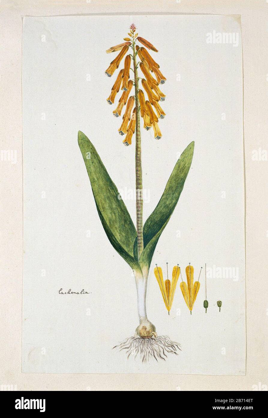 Lachenalia aloides (Lf) Engl var aurea lachenalia (titel op object) Lachenalia aloides (L. F.) Engl. var. aurealachenalia (title object) Property Type: Drawing album leaf Item number: RP-T-1914-18-39 Inscriptions / Brands: annotation, left, pen and brown '. Lachenalia (Gordon's handwriting) Description: Lachenalia aloides (L. F.) Engl. var. aurea manufacture manufacturer: artist: Robert Jacob Gordon Date: Oct 1777 - mar-1786 Physical features: brush in watercolor in colors, pencil and black chalk, brush in body color, pen and ink material: paper finishing paint ink pencil crayons watercolor te Stock Photo