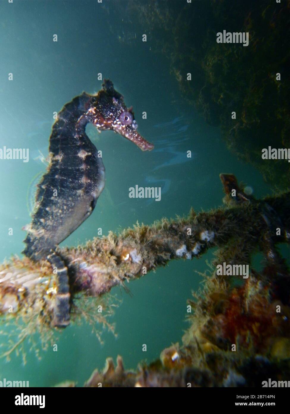 Close up of a brown colored Whites seahorse, sea horse (Hippocampus Whitei) clinging at the shark net of Watsons Bay aquatic pool Stock Photo