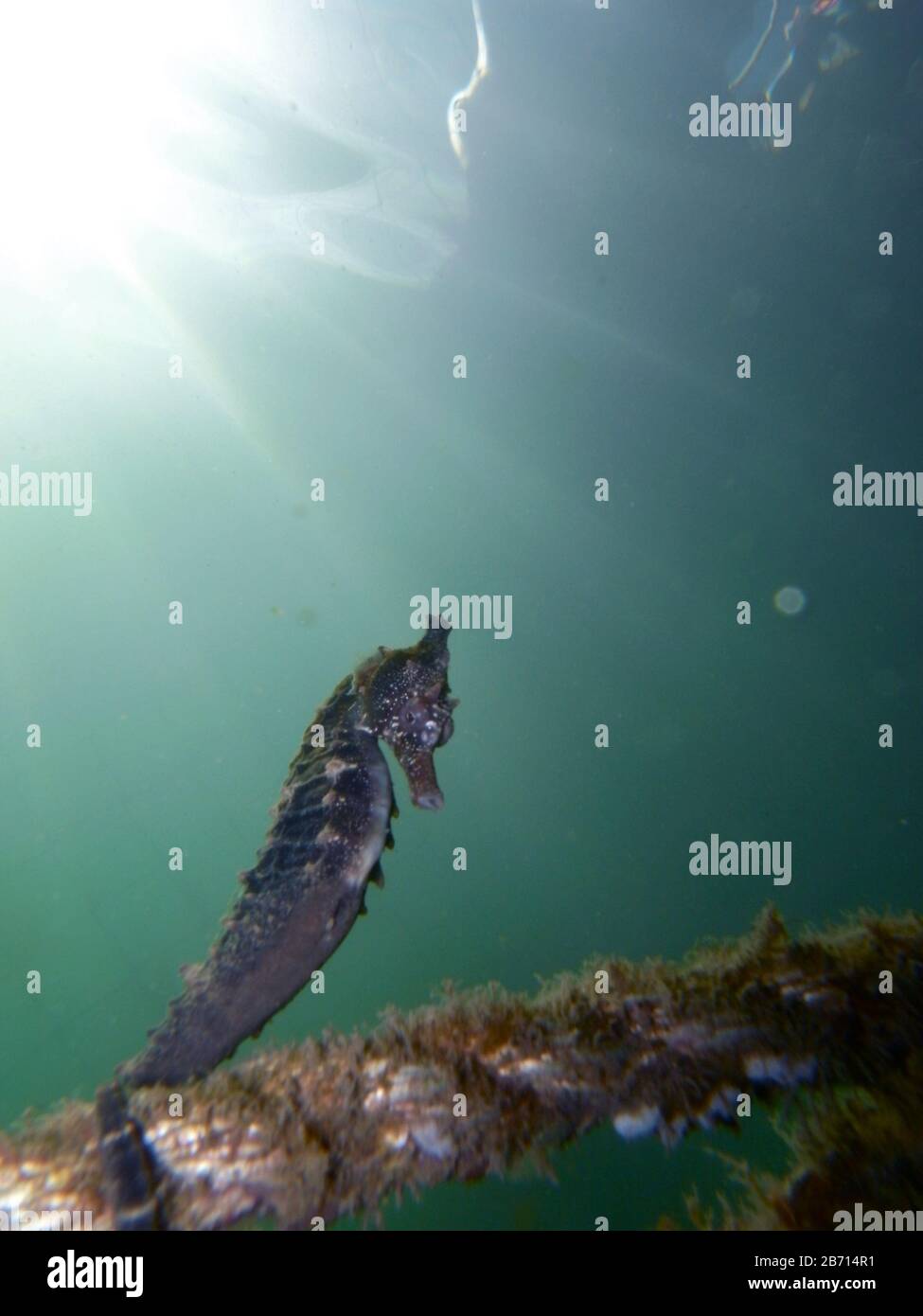 Close up of a brown colored Whites seahorse, sea horse (Hippocampus Whitei) clinging at the shark net of Watsons Bay aquatic pool Stock Photo