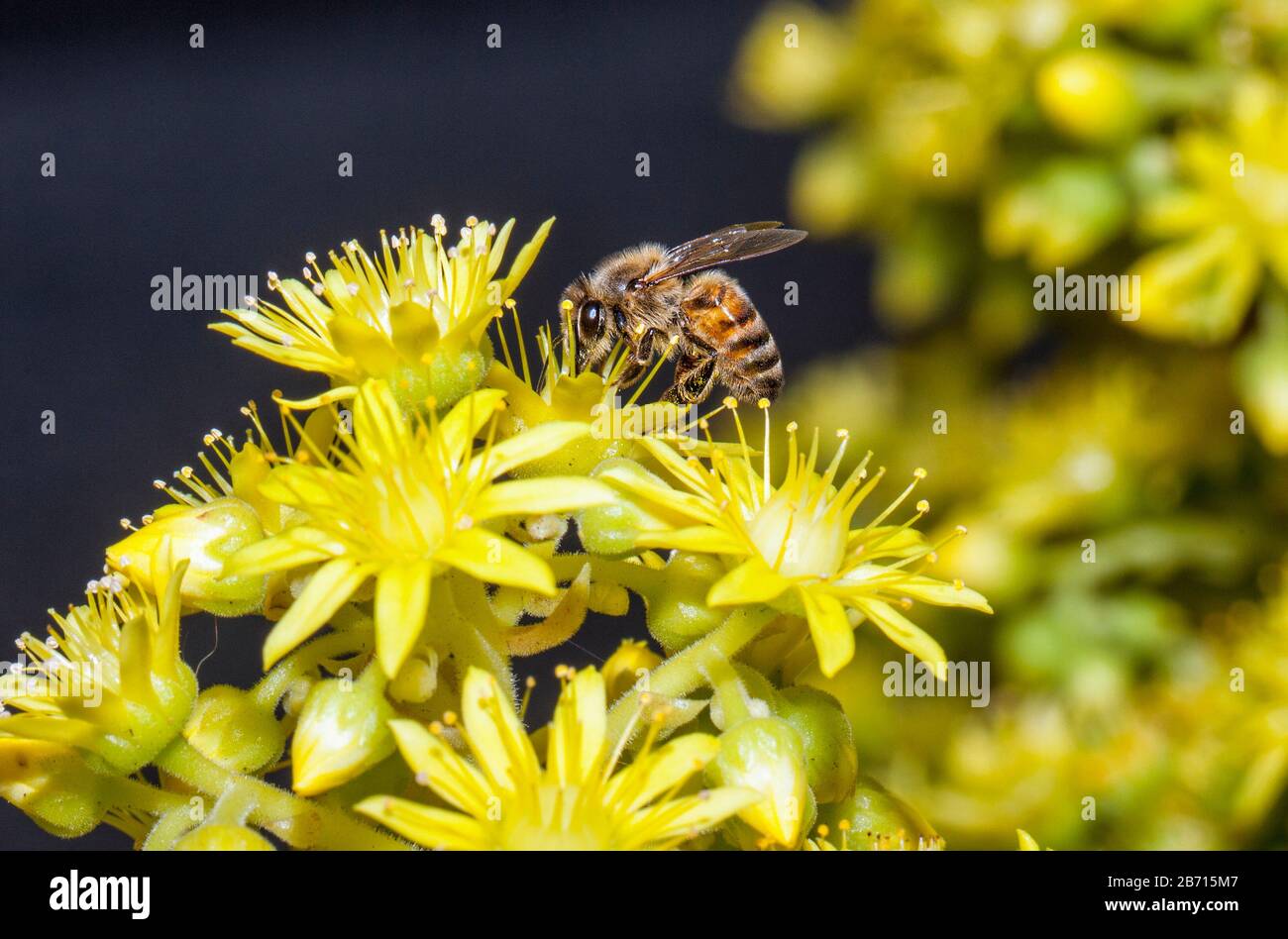 Honey bumblebee collecting pollen on yellow agave flower macro close-up Stock Photo