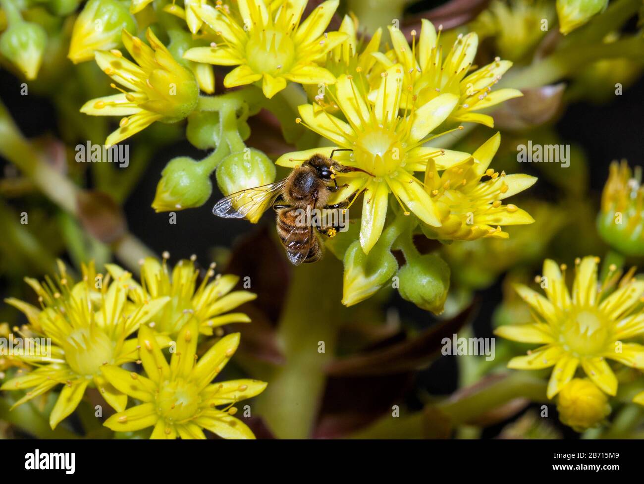 Honey bumblebee collecting pollen on yellow agave flower macro close-up Stock Photo