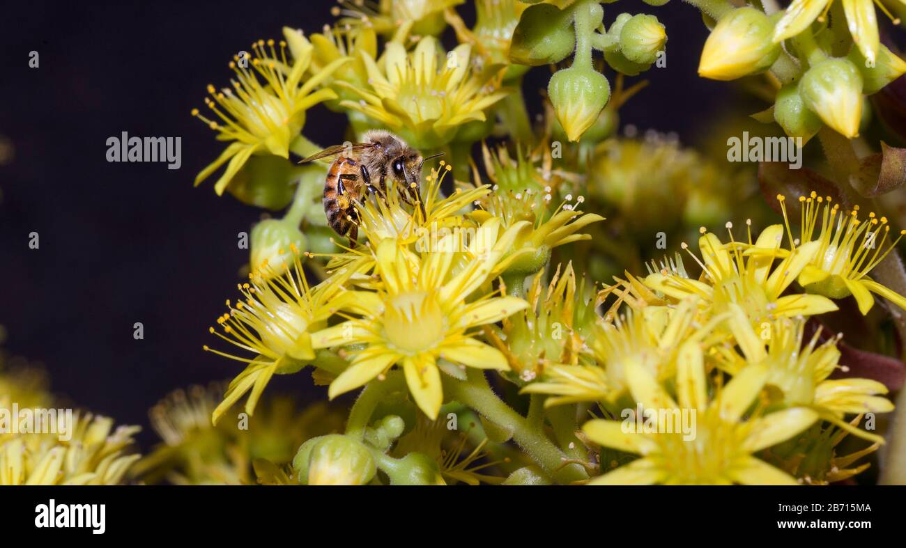 Honey bumblebee collecting pollen on yellow agave flower macro close-up Stock Photo