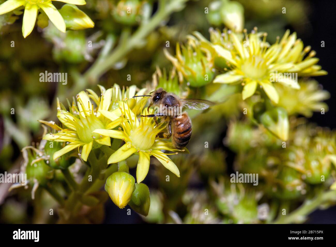 Honey bumblebee collecting pollen on yellow agave flower macro close-up Stock Photo