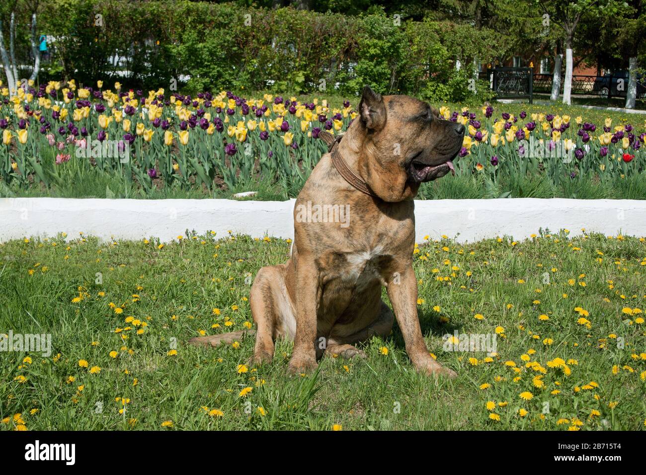 Canary mastiff is sitting near a flower bed with tulips. Canarian molosser or dogo canario. Pet animals. Stock Photo