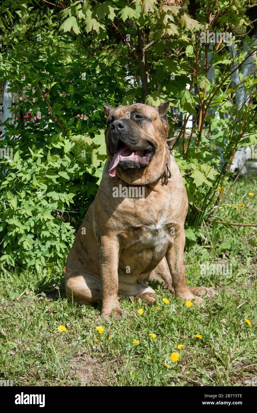 Canary mastiff is sitting on a green grass. Canarian molosser or dogo canario. Pet animals. Stock Photo