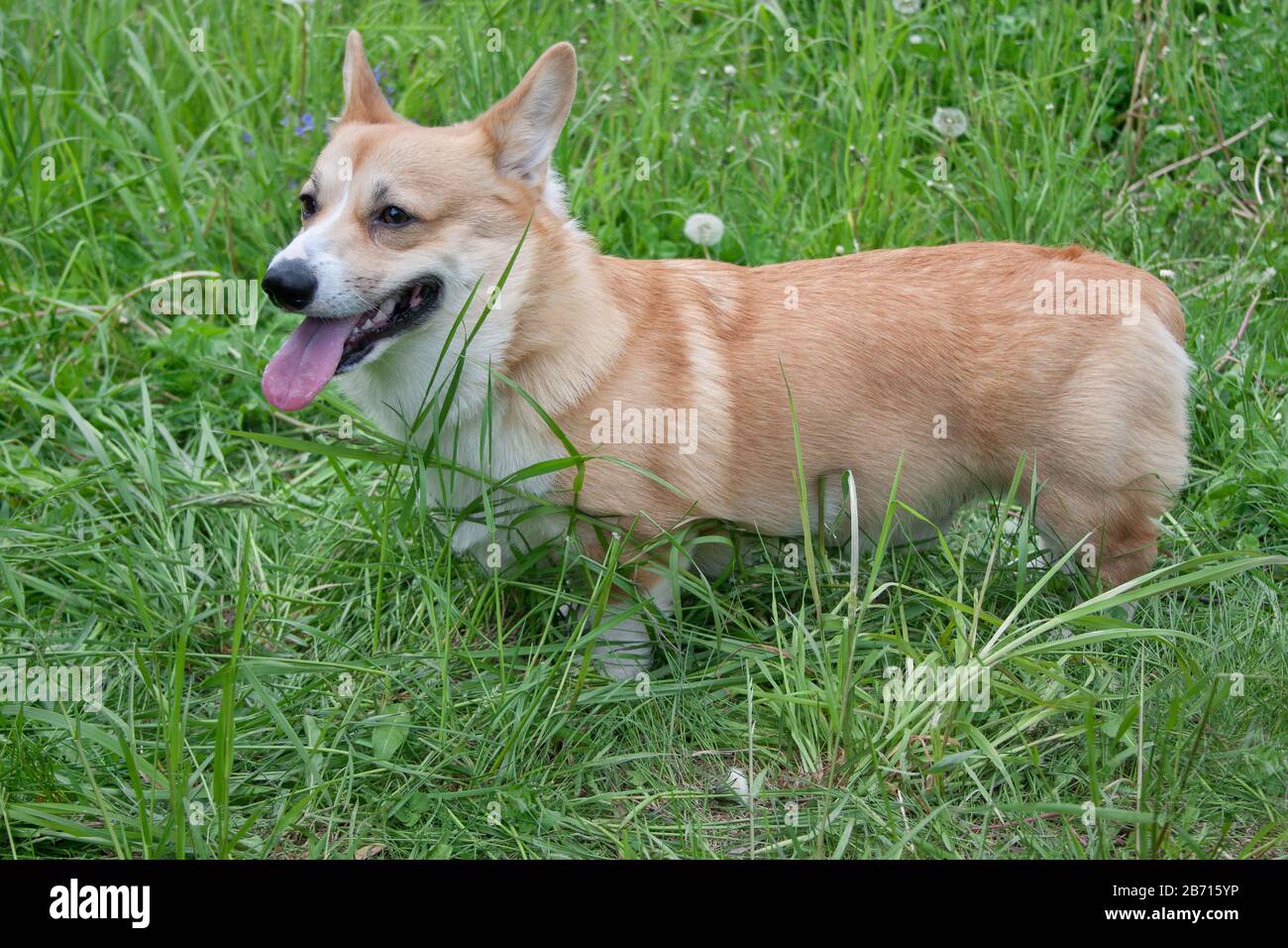 fawn corgi puppy