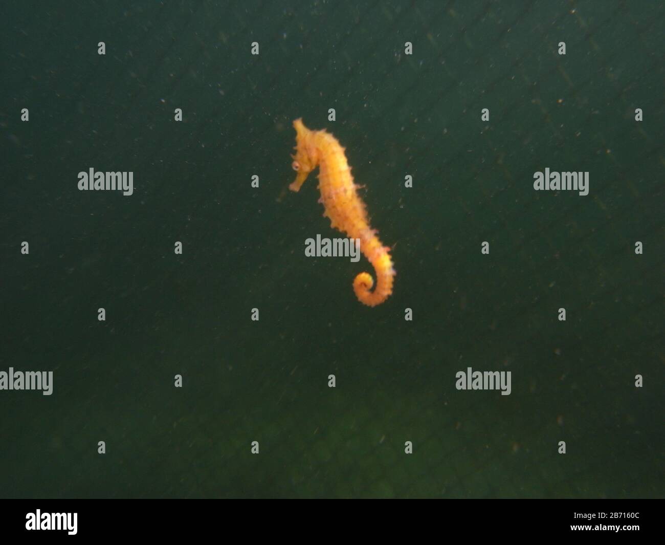 Wide shot of a wild yellow colored Whites seahorse, sea horse (Hippocampus Whitei) against the shark net in the green water of Watsons Bay aquatic poo Stock Photo