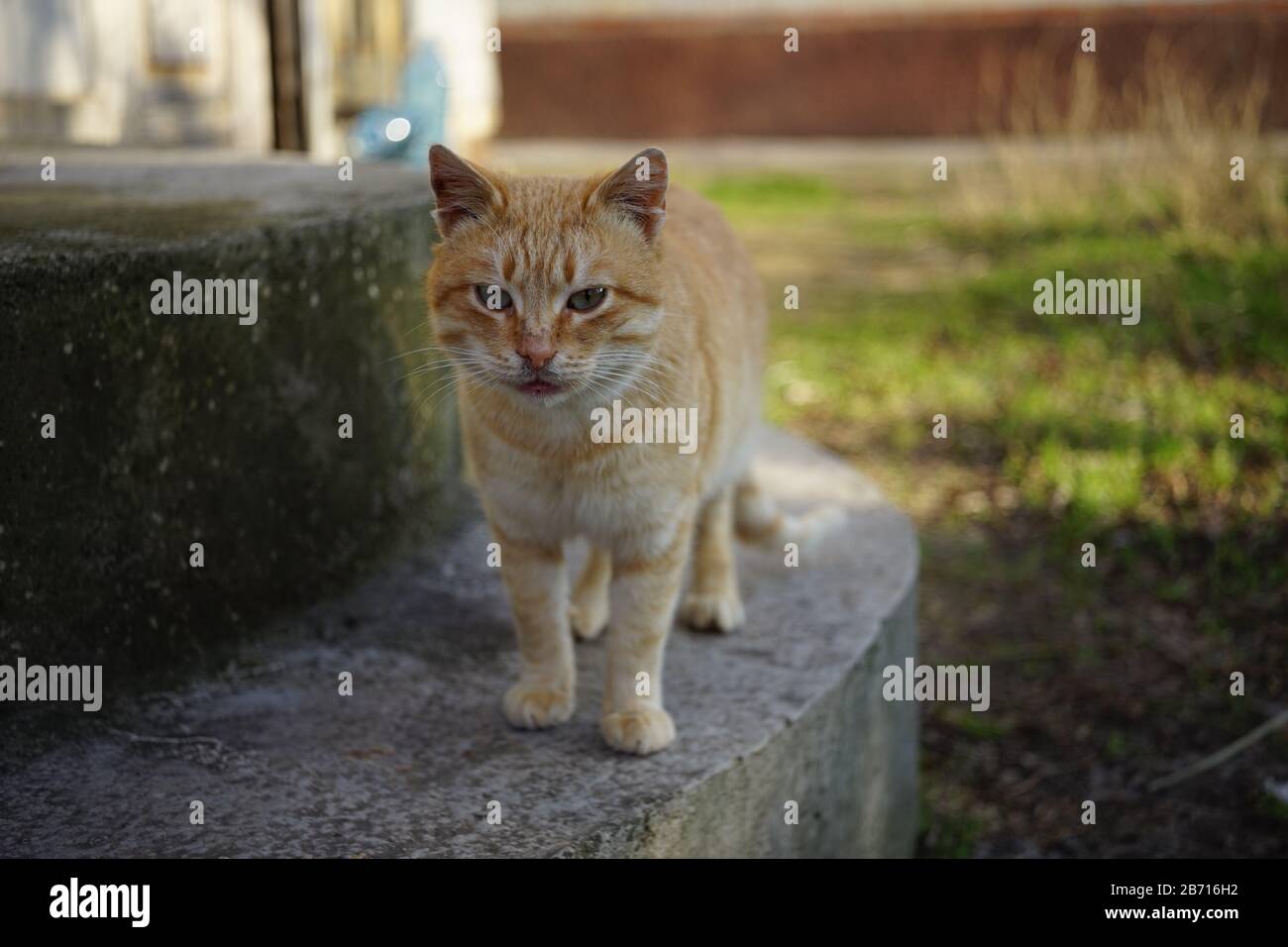 Lovely ginger cat walk in a sunny garden at stone steps. Stock Photo