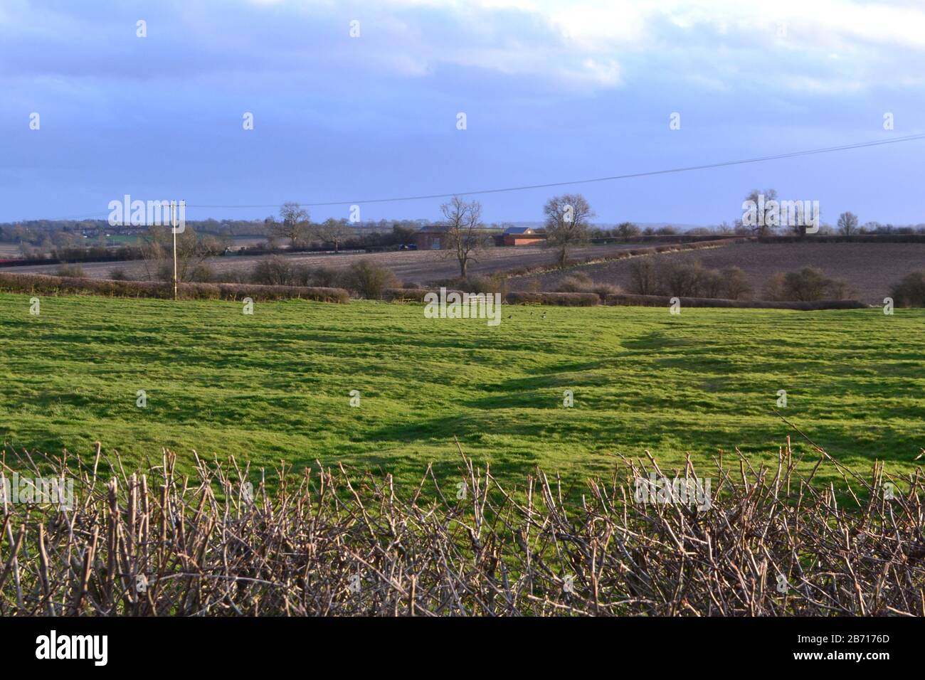 Long buckby hires stock photography and images Alamy