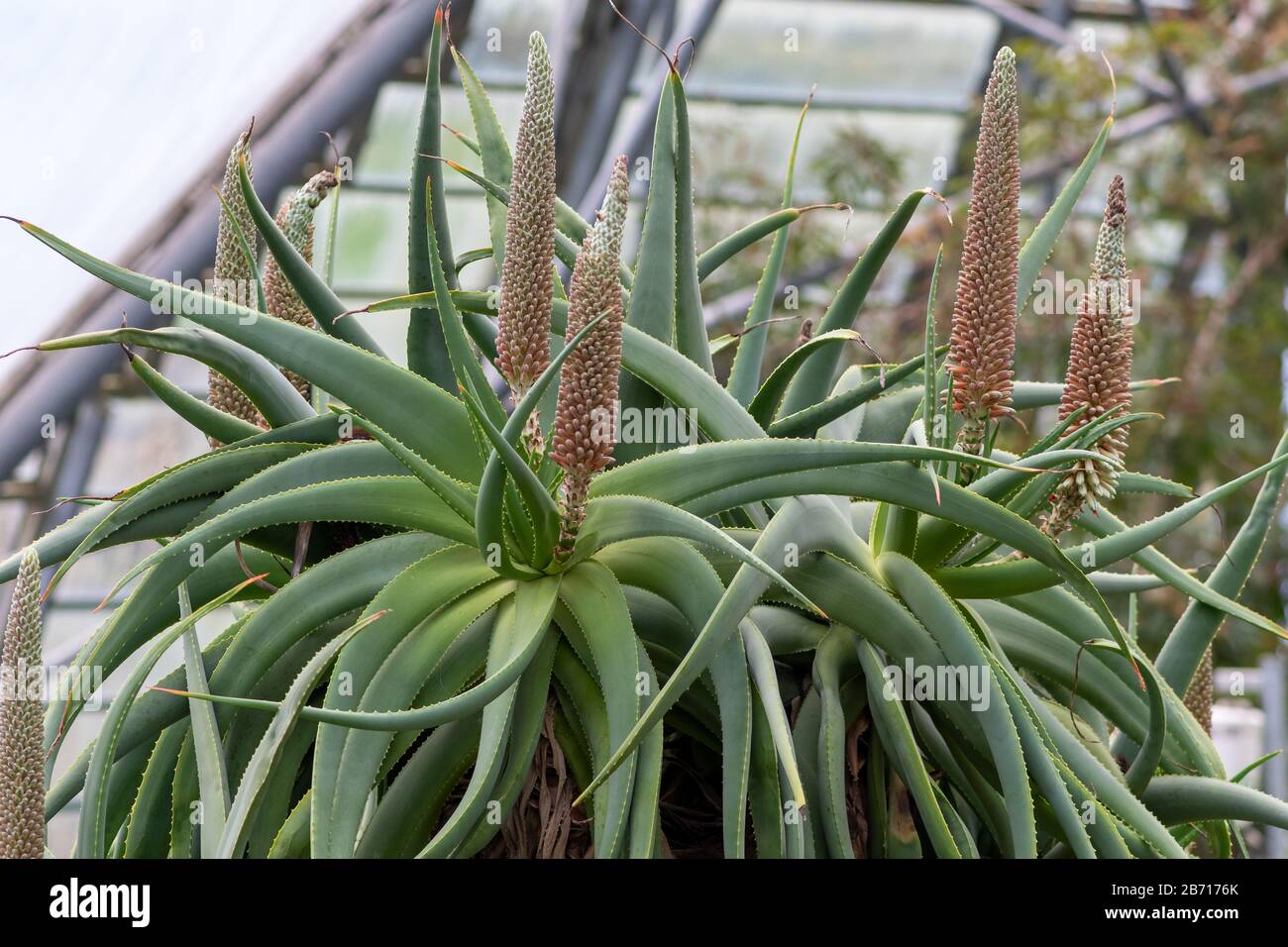 aloe secundiflora Aloe secundiflora main image 0
