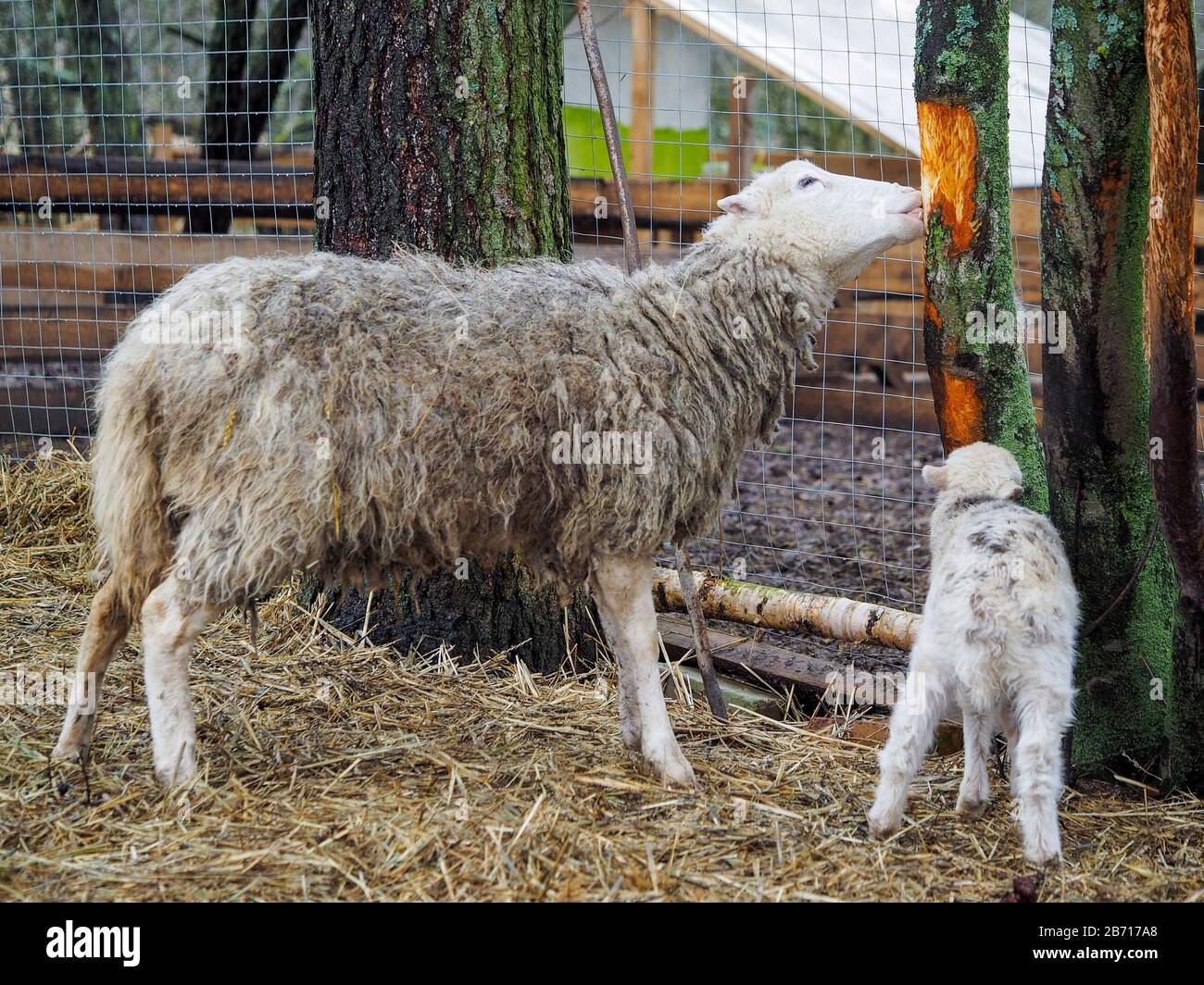 Sheep pests hi-res stock photography and images - Alamy