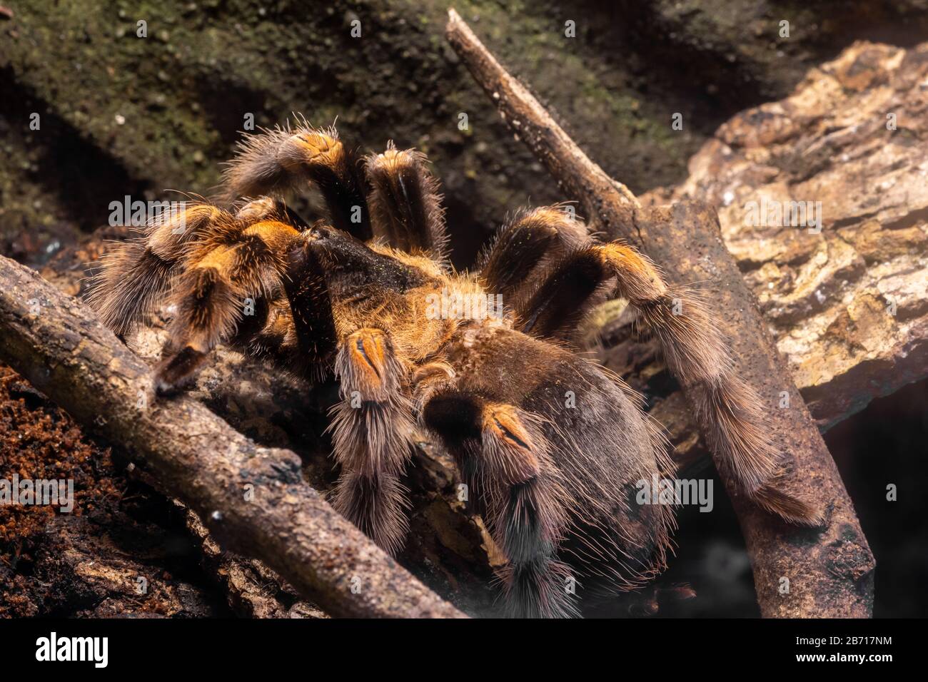 Close up of a Mexican redknee tarantula (brachypelma harmori) Stock Photo