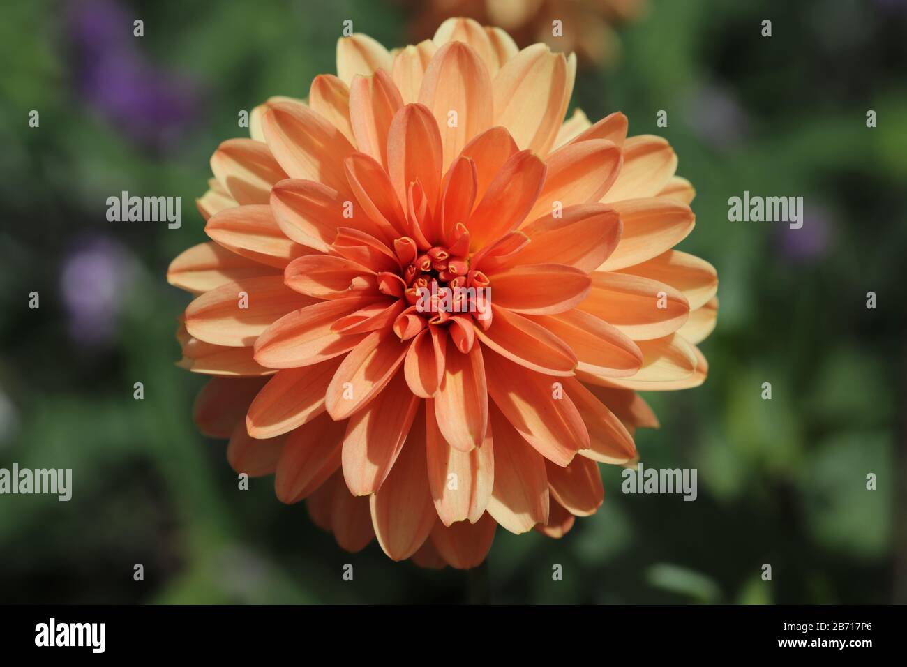 Dahlia Longwood Dainty was bred in New Zealand by well known breeder Jim Robbie. A great border dahlia, colouring pale orange to almost a unique rust. Stock Photo