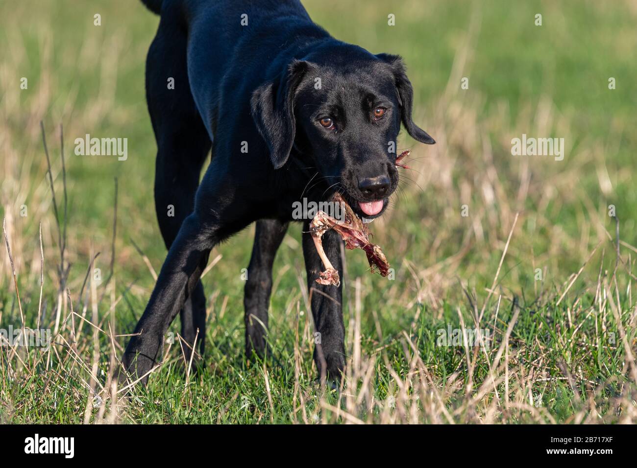 What Happens If My Dog Eats A Dead Bird