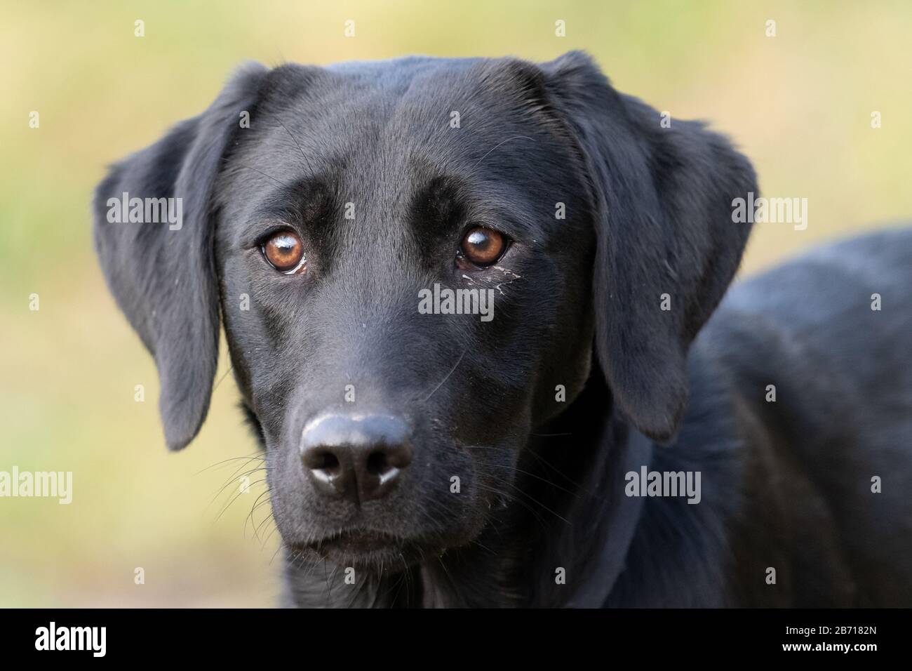 pedigree black labrador