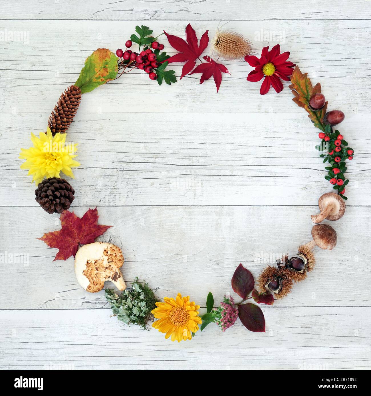 Autumn wreath harvest composition with a variety of natural flora and food on rustic wood background. Stock Photo