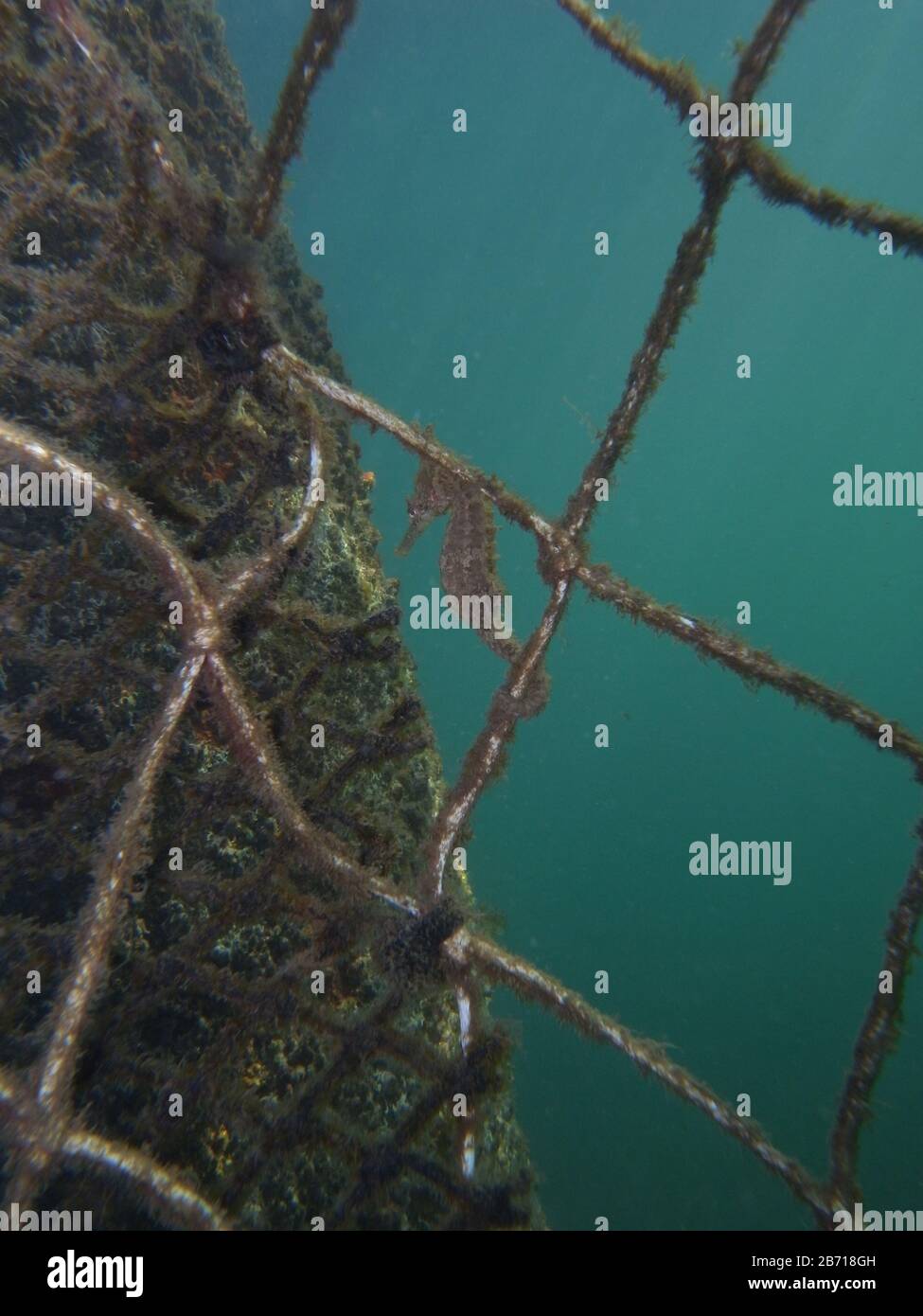 Close up of a yellow colored Whites seahorse, sea horse (Hippocampus Whitei) clinging at the shark net of Watsons Bay aquatic pool Stock Photo