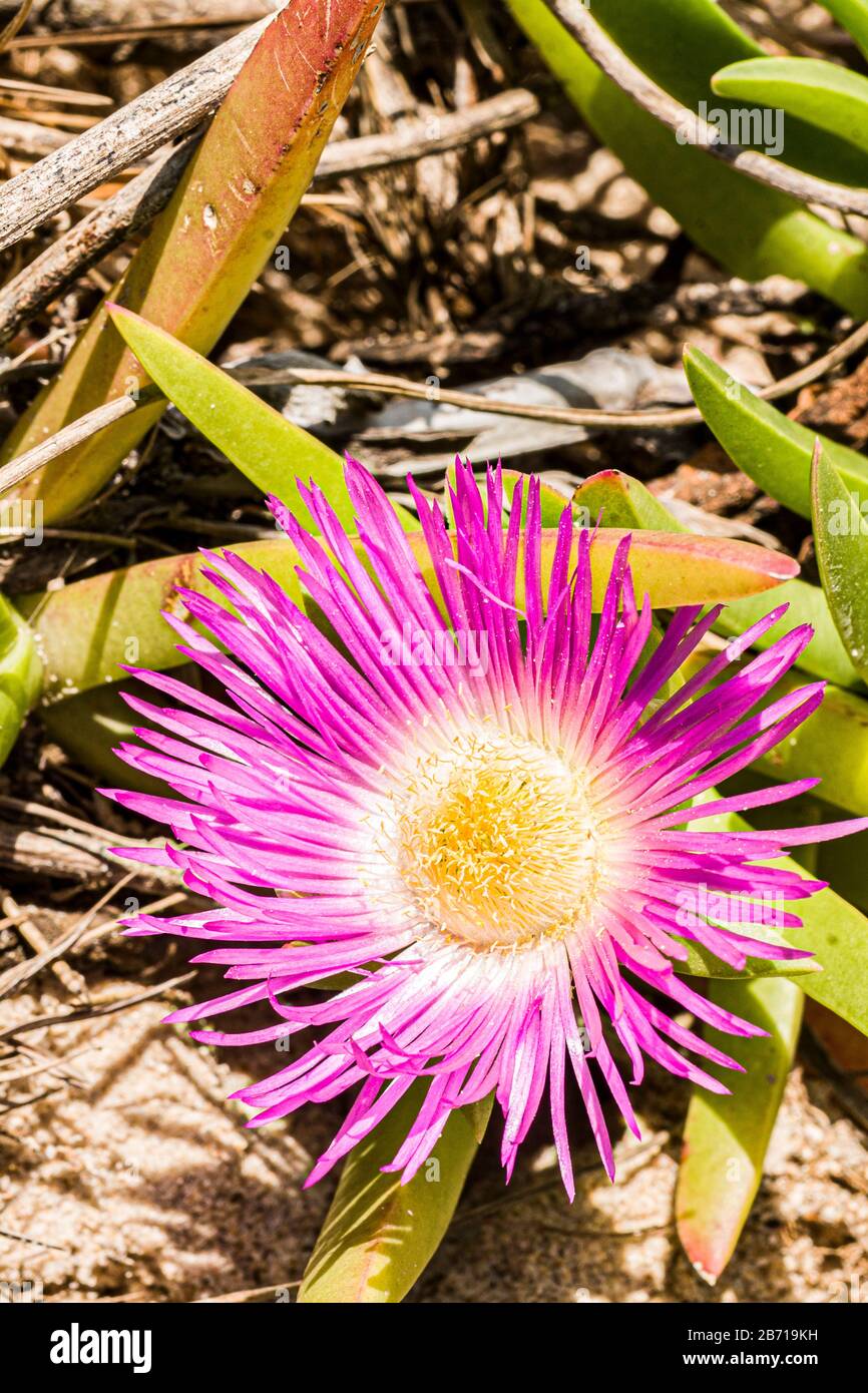 Praia da silveira hires stock photography and images Alamy