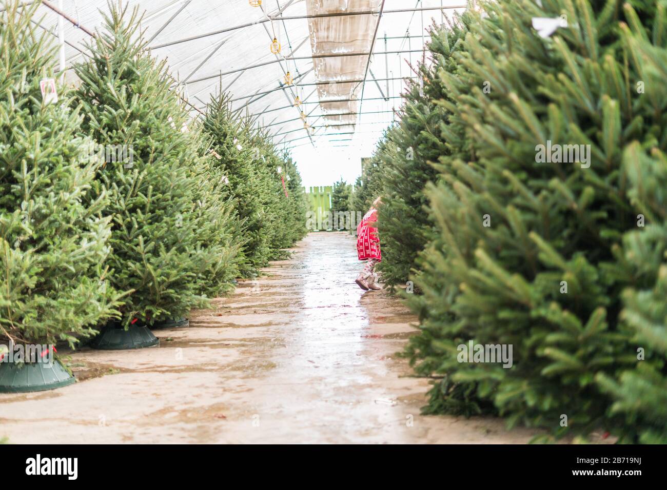 Little girl in red dress at the Christmas tree farm Stock Photo - Alamy
