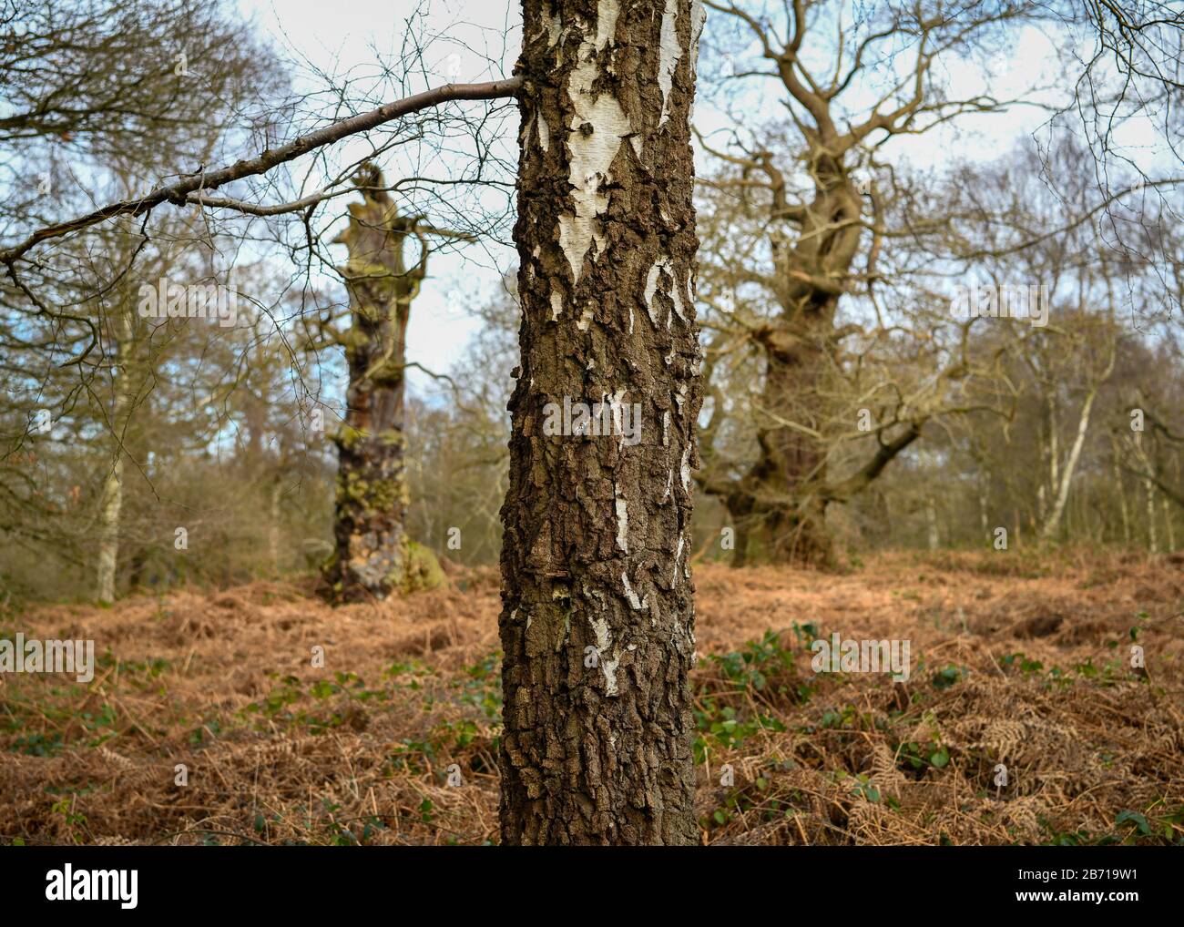 Three Trees in the Wood Stock Photo