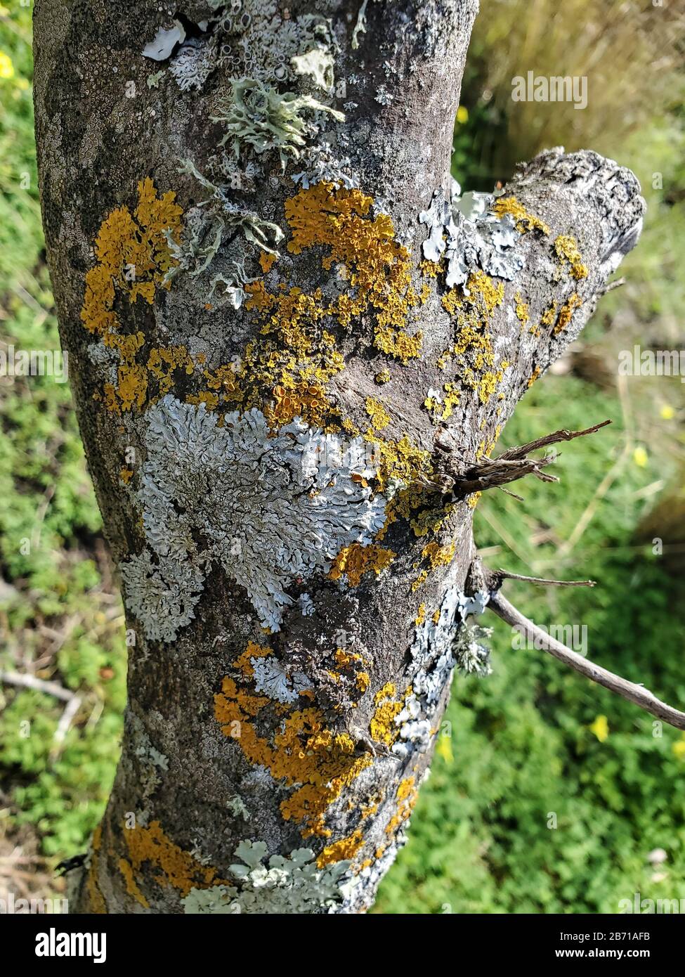 Lichens and moss on orange tree trunk bark,texture,natural wallpaper,cilento  Stock Photo
