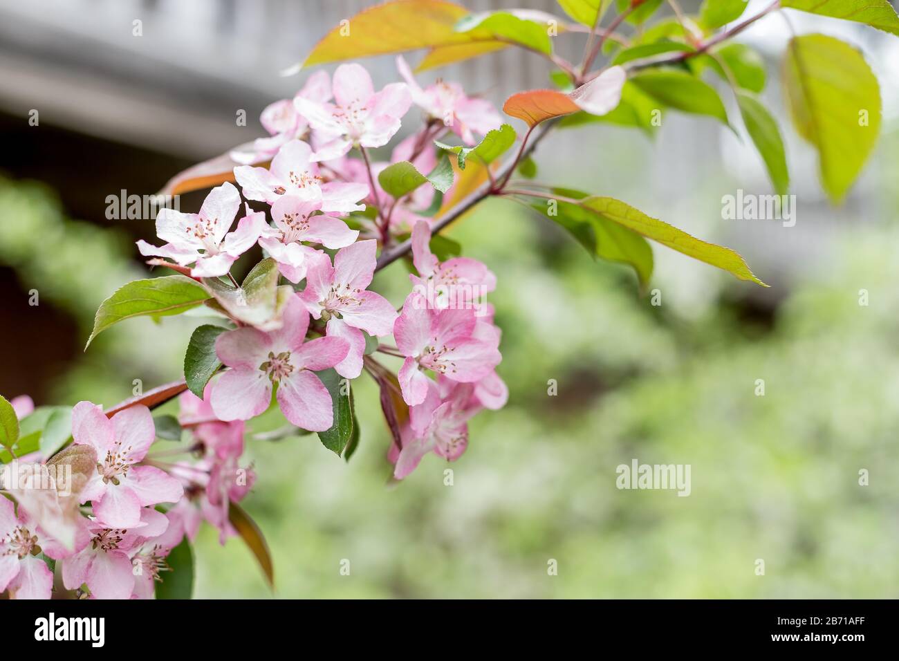 A blooming branch of apple tree in spring.Pink flowers and bud of Wild ...