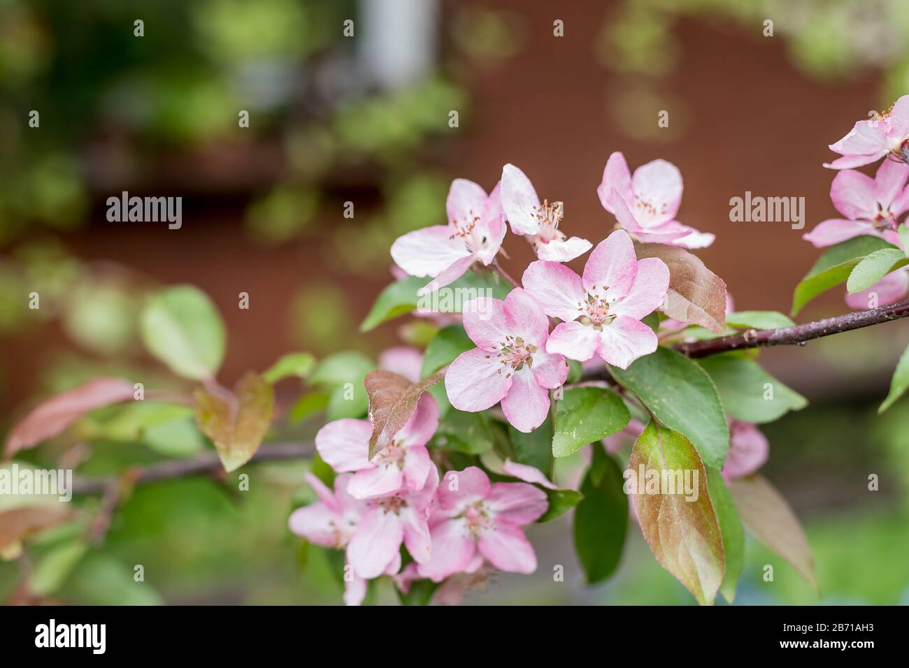 A blooming branch of apple tree in spring.Pink flowers and bud of Wild ...