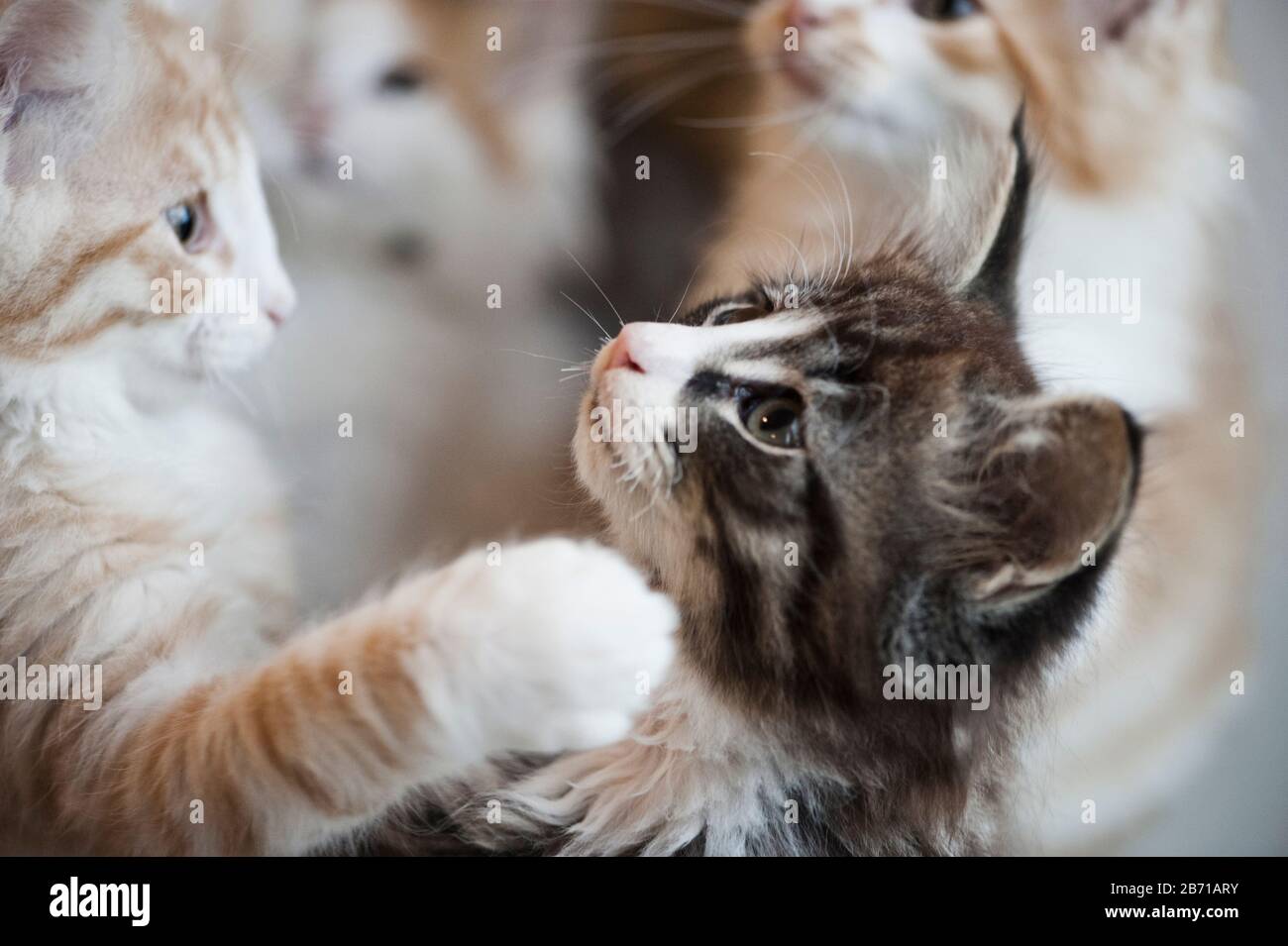 Norwegian Forest cat kittens playing Stock Photo