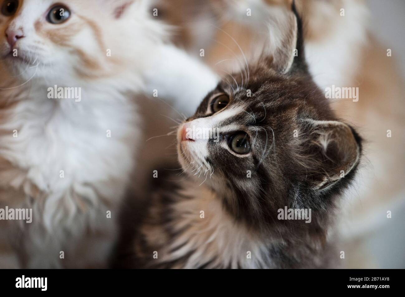 Norwegian Forest cat kittens Stock Photo