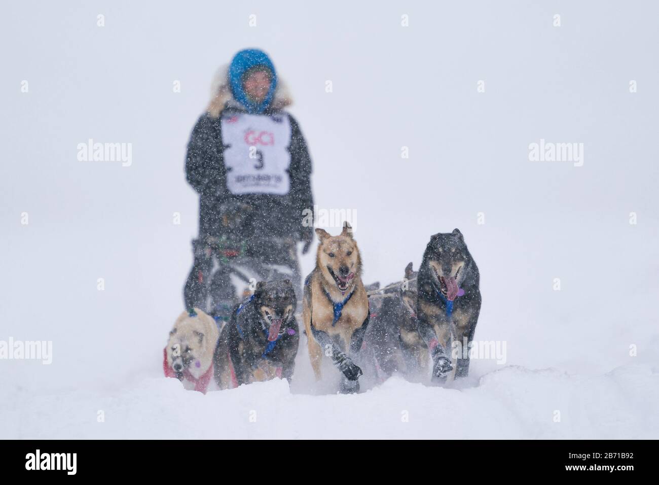 Dog hotsell sled central