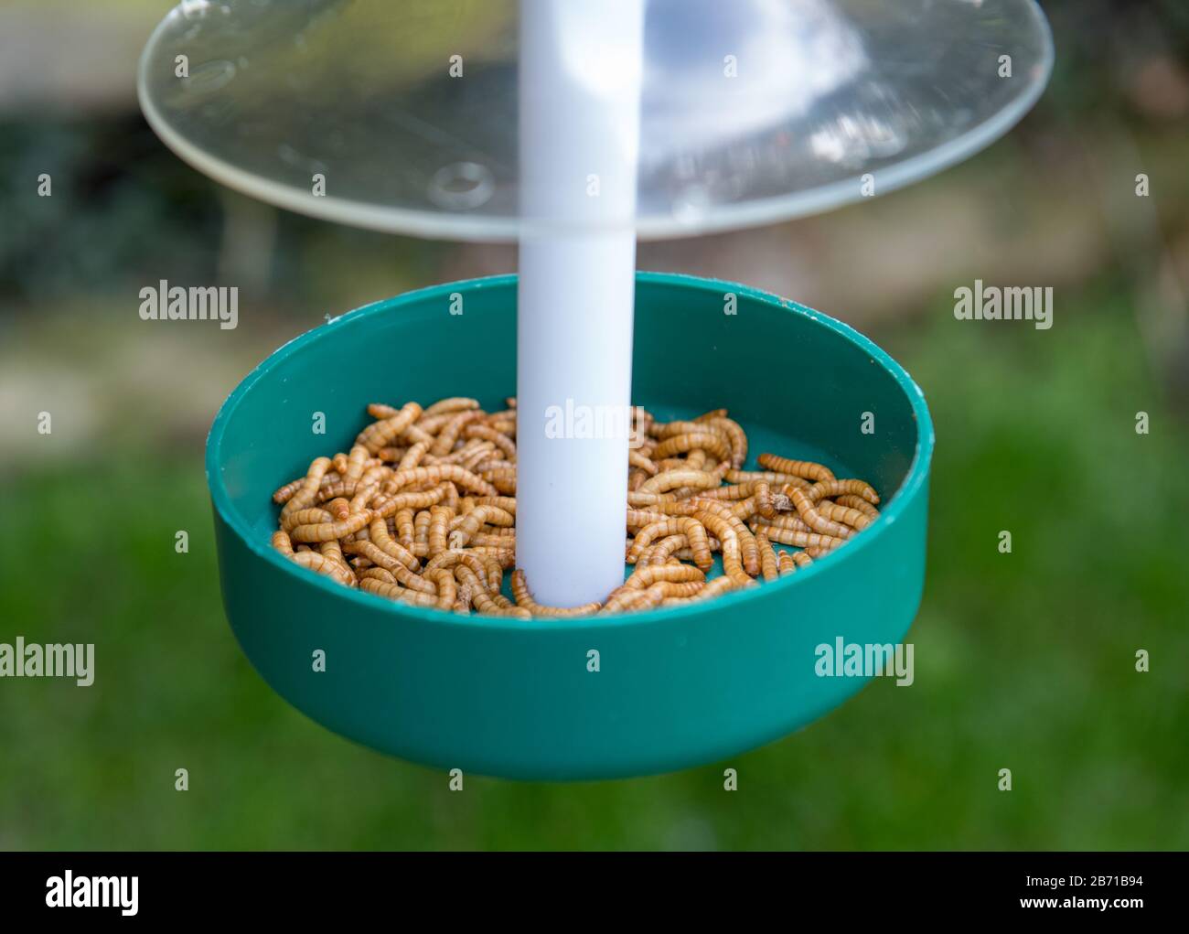 Looking downward into at live mealworms in a green plastic bird feeder hanging in a garden. Stock Photo