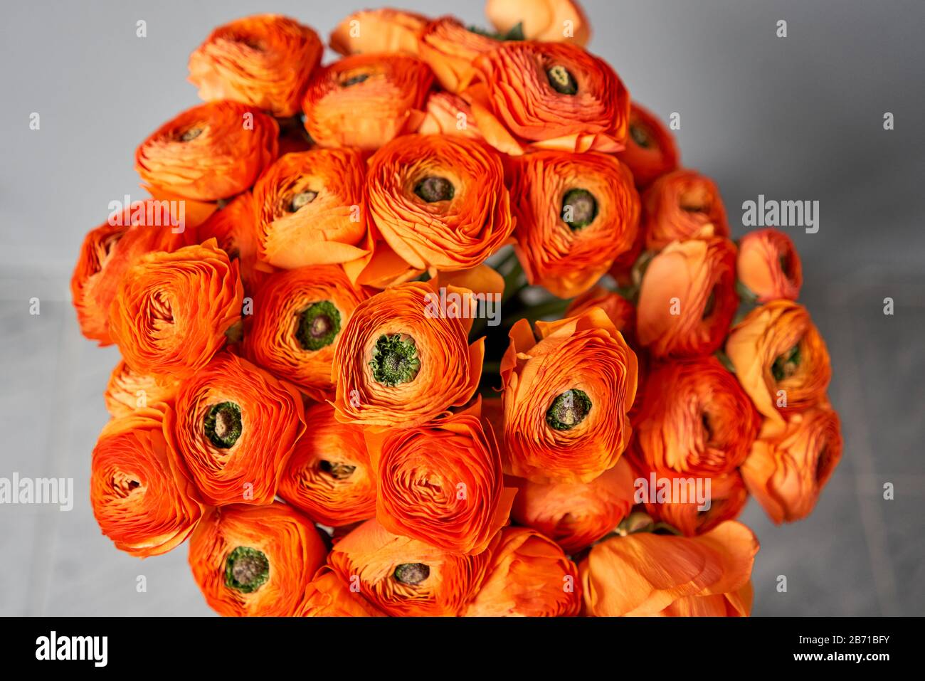 Persian buttercup flower
