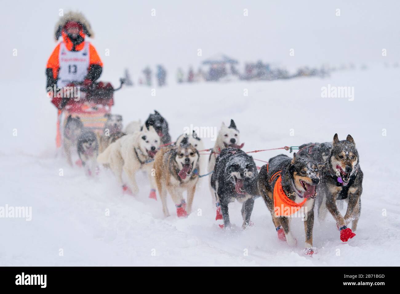 Musher Meredith Mapes competing in the 48th Iditarod Trail Sled Dog Race in Southcentral Alaska. Stock Photo