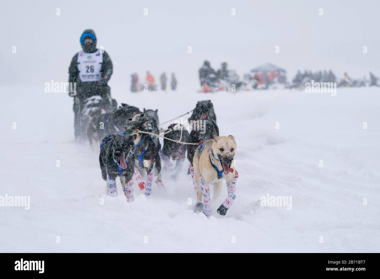 Musher Martin Buser competing in the 48th Iditarod Trail Sled Dog Race in Southcentral Alaska. Stock Photo